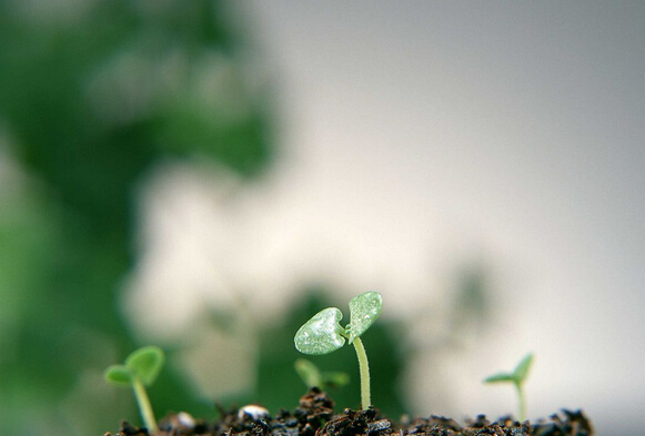 柯尼卡美能達(dá)的春天在哪？